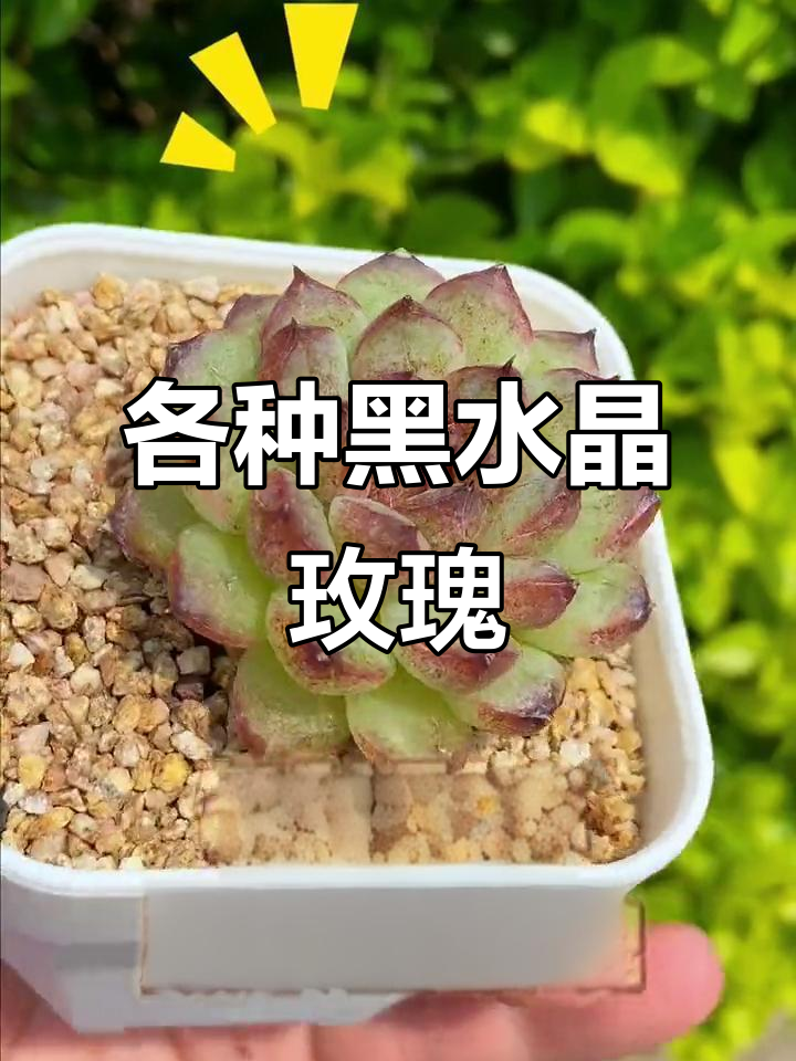 黑水晶玫瑰多肉:形态各异,趣味十足