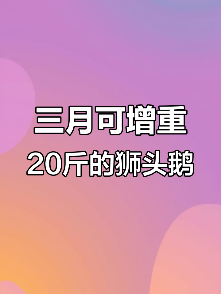 纯种狮头鹅苗,三个月长到二十斤