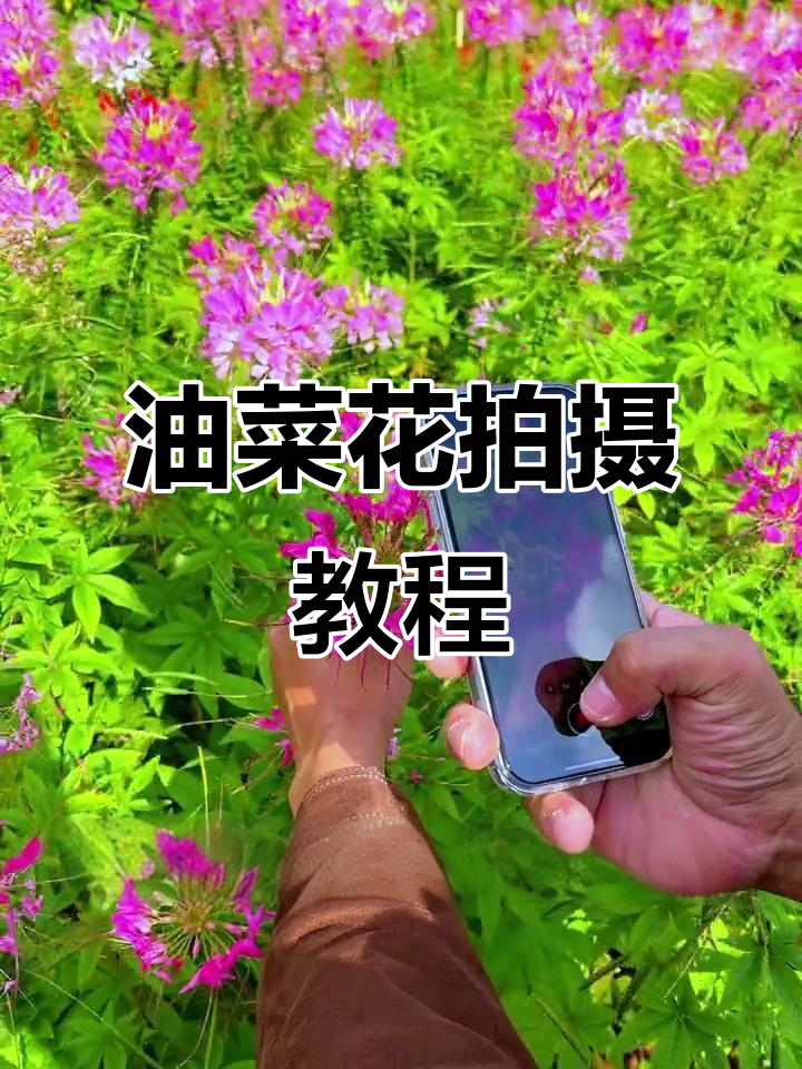油菜花拍摄技巧大揭秘，轻松拍出有趣视频