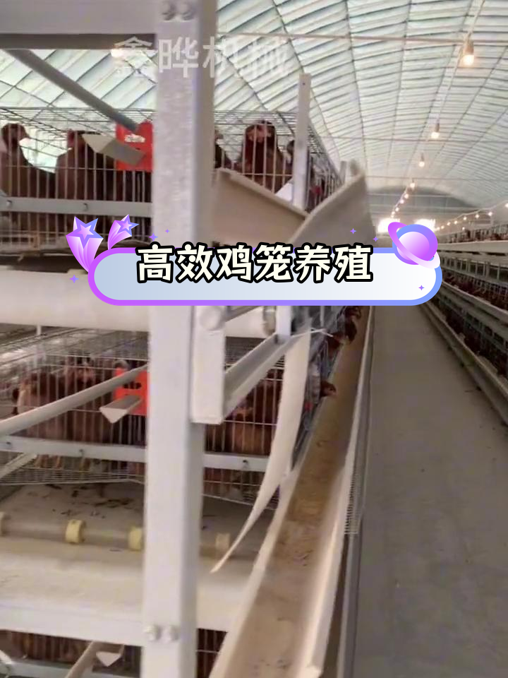 自动化鸡笼设备,高效养殖解决方案