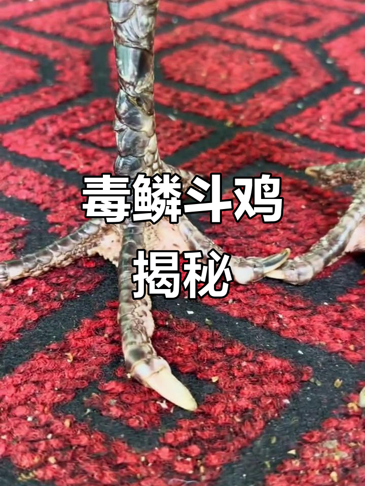 罕见毒鳞斗鸡,三联甲后鳞展现凶猛实力