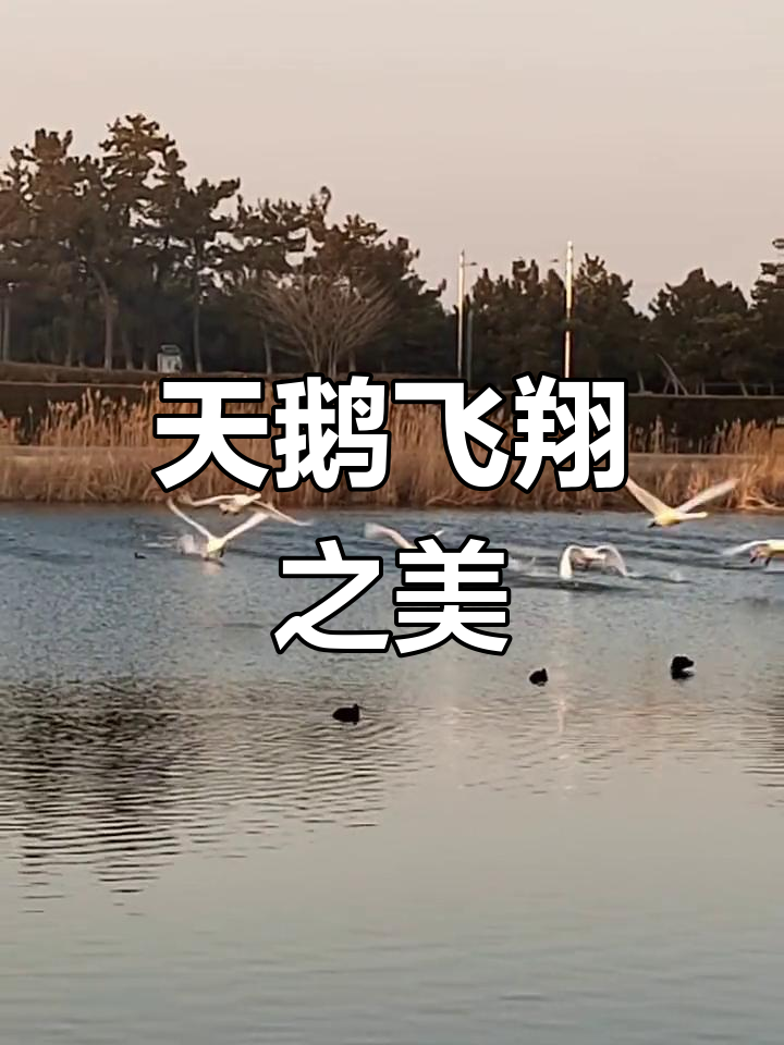 天鹅展翅飞翔,壮观场面令人陶醉!