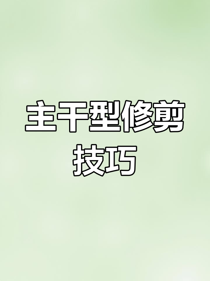 两年生鸡心果主干修剪,剃光杆技巧大揭秘