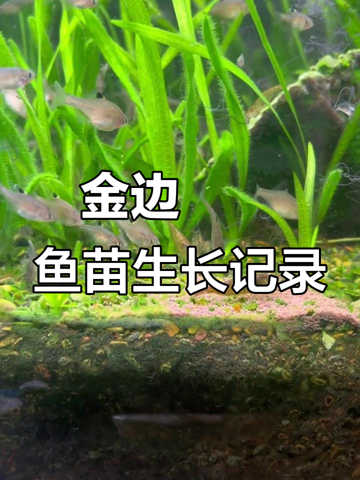 金边鳑鲏鱼苗成长速度惊人，一个月变化大揭秘