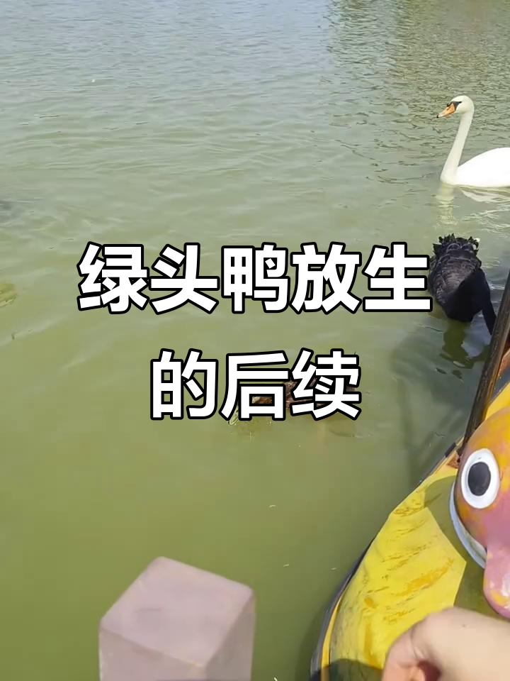 放生绿头鸭,公母相伴形影不离