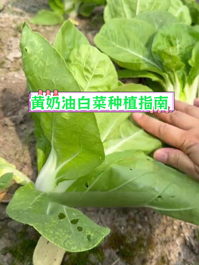 矮脚黄奶油白菜,阳台必备蔬菜