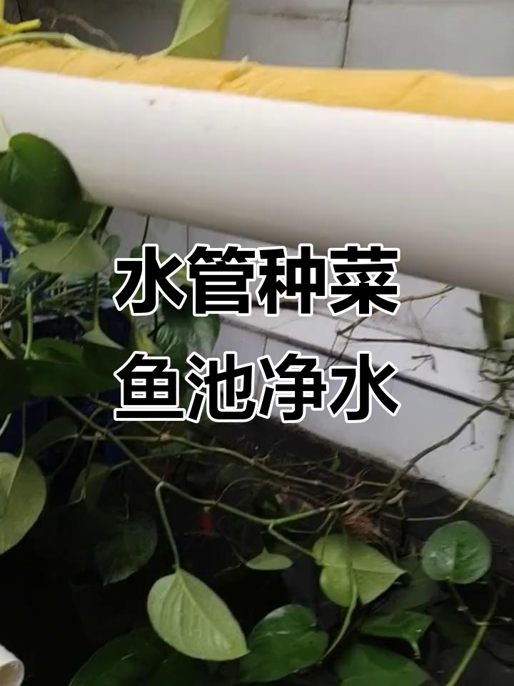 鱼菜共生水循环系统,管道种菜与净化水质同步进行