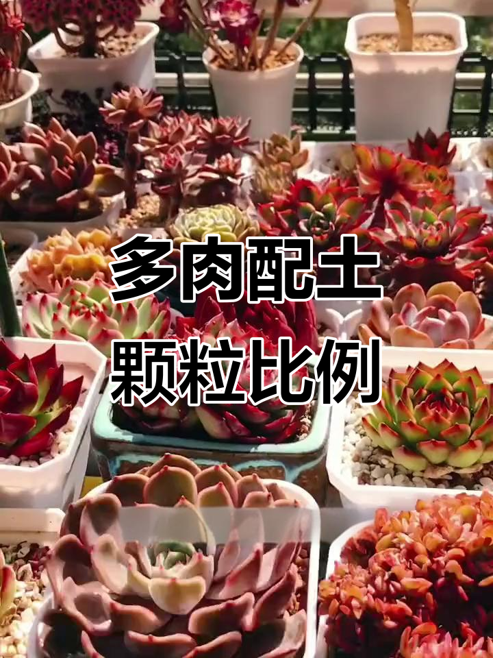 多肉配土颗粒比例如何选?控养与根系发育的平衡