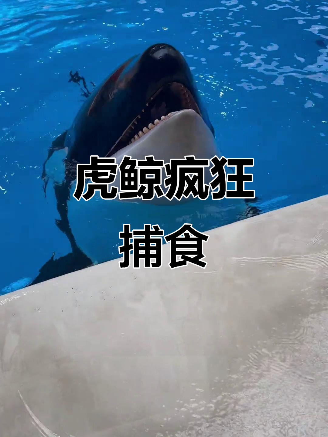 虎鲸大快朵颐,吃鱼吃到停不下来