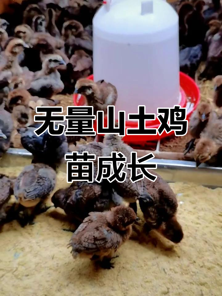 20天无量山土鸡苗成长记,健康又活泼