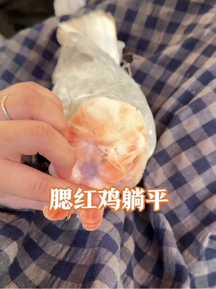 腮红鹦鹉被摸到自闭：这软乎乎谁顶得住！