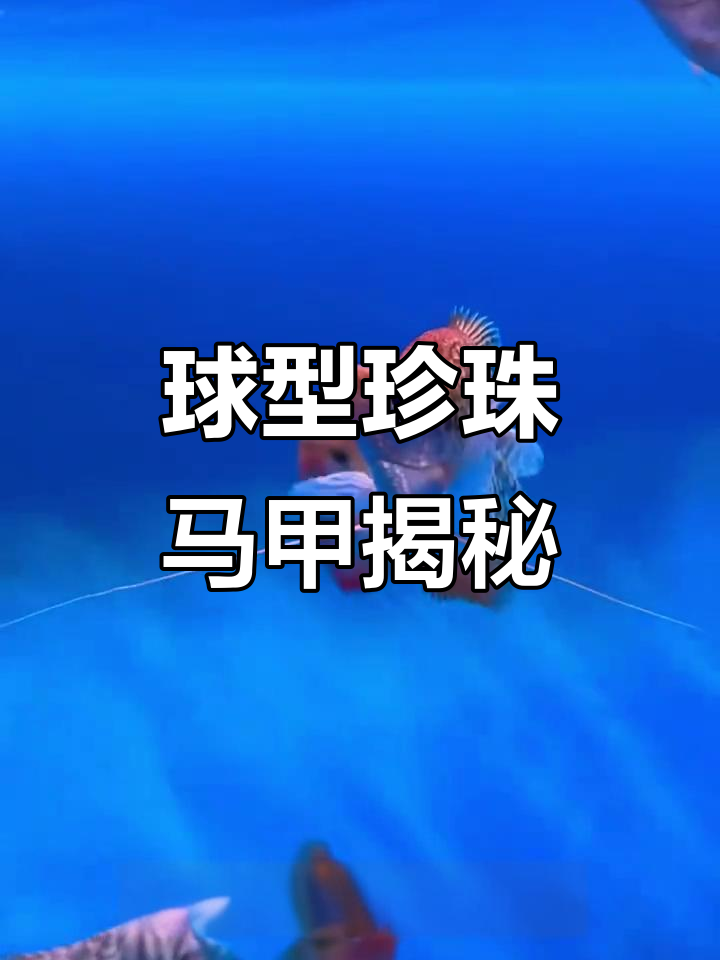 珍珠马甲：球形变异与触须的美丽演变