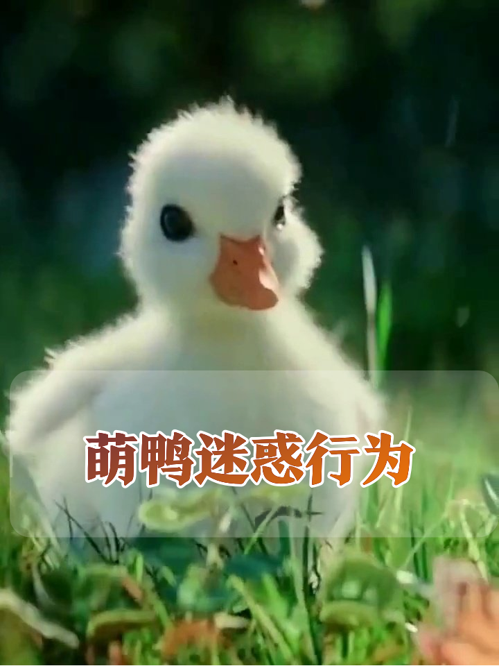 小鸭子成精了!单脚跳广场舞还看漫画学走路,萌翻了