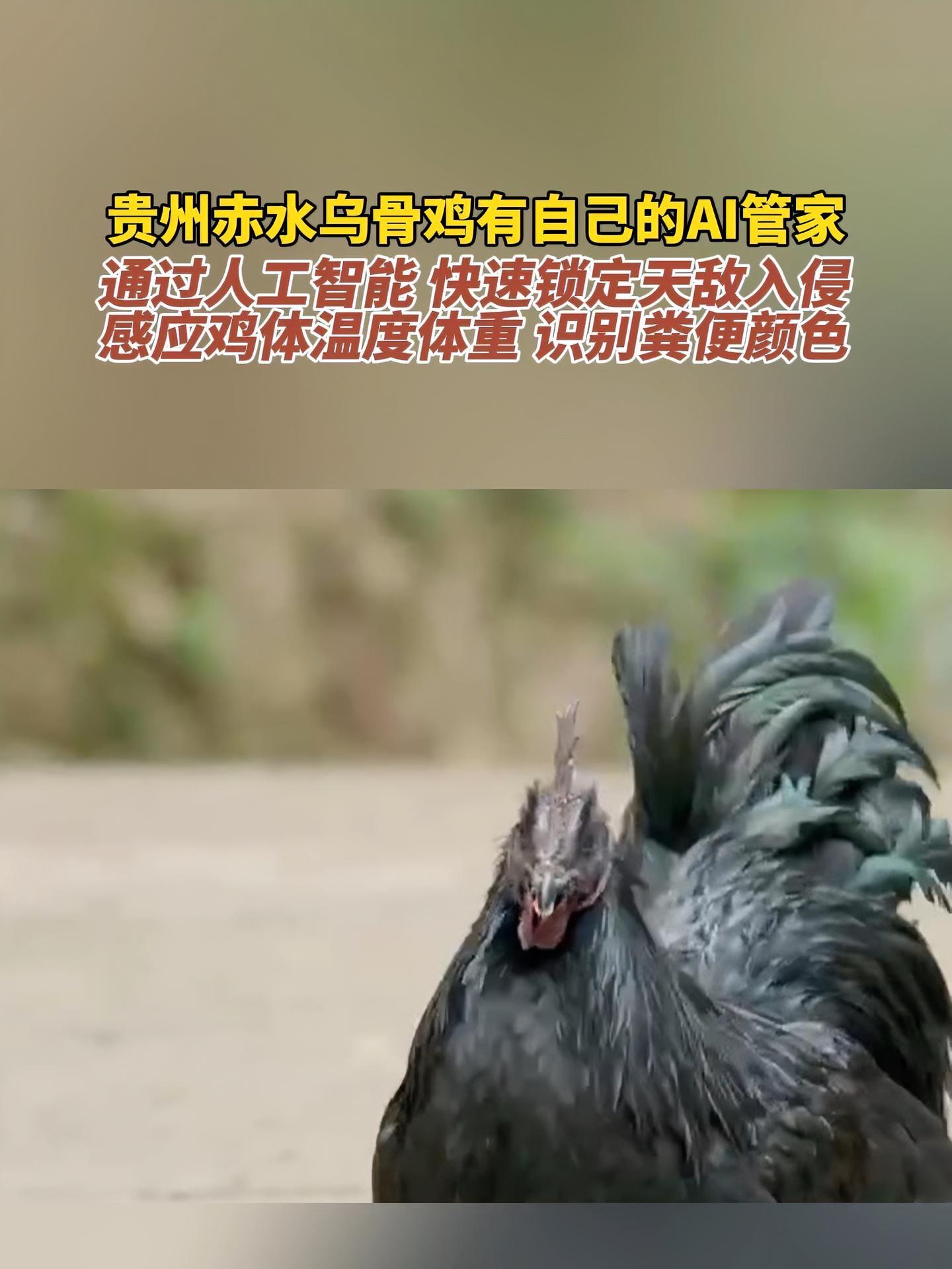 贵州赤水乌骨鸡有自己的AI管家 贵州
