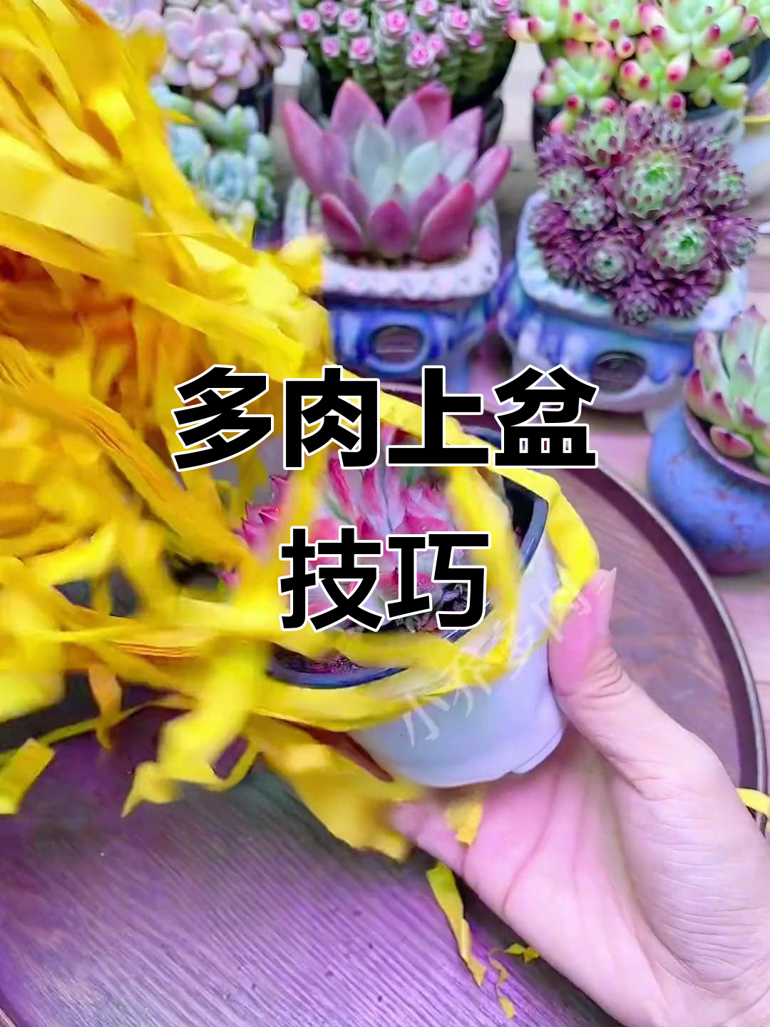 网购多肉上盆全攻略，轻松搞定根系修剪与养护