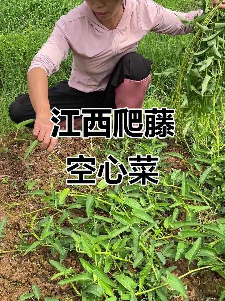 江西特色爬藤空心菜,嫩的长大后掐来吃