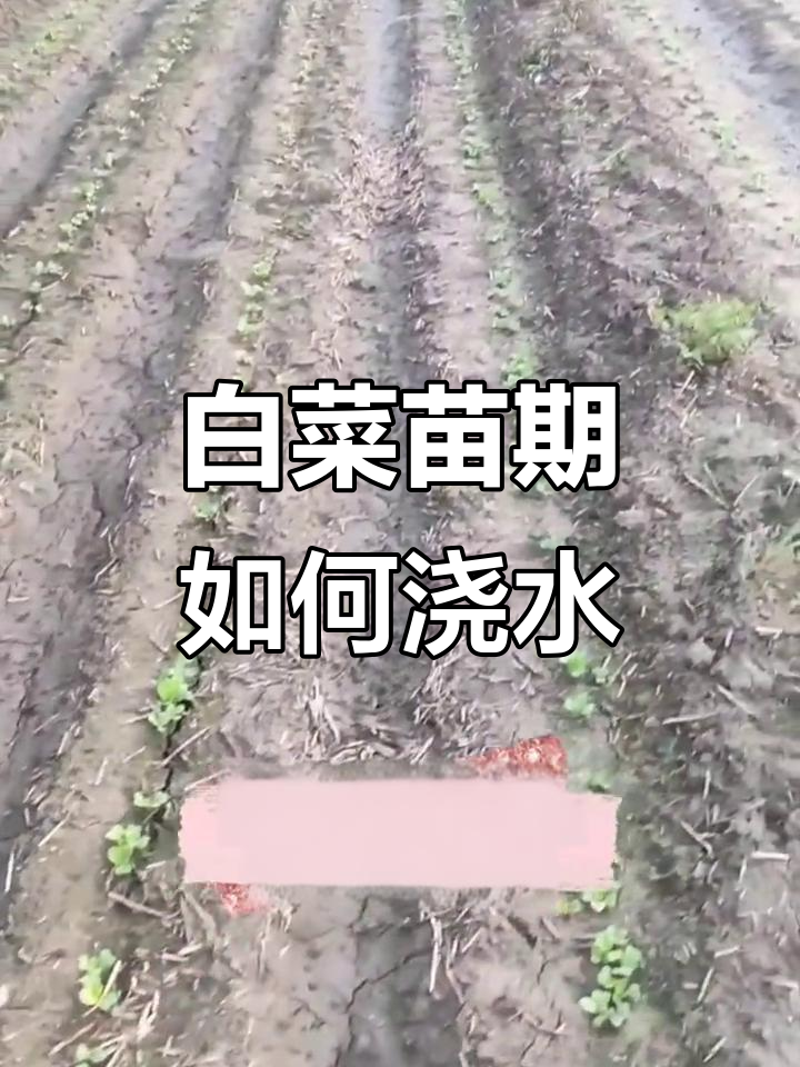 大白菜苗期浇水技巧与病害防治