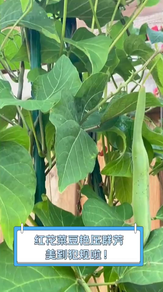 红花菜豆艳压群芳,美到犯规啦!