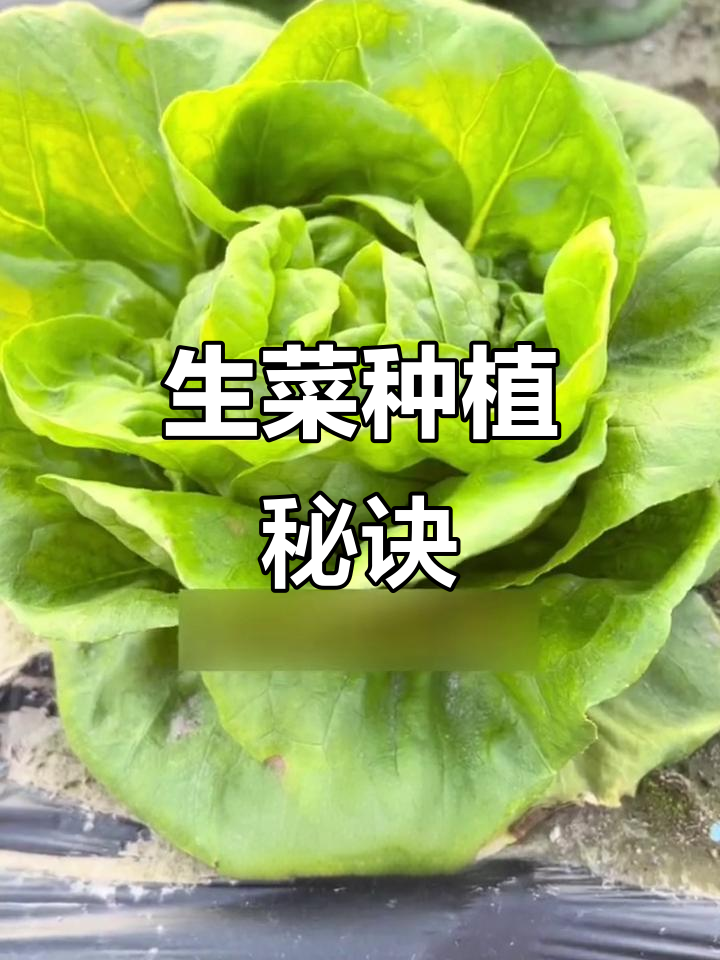 奶油生菜种植技巧,轻松掌握!