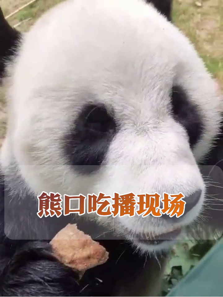 熊猫啃窝头表情包流出!腮帮子塞满食物萌翻了