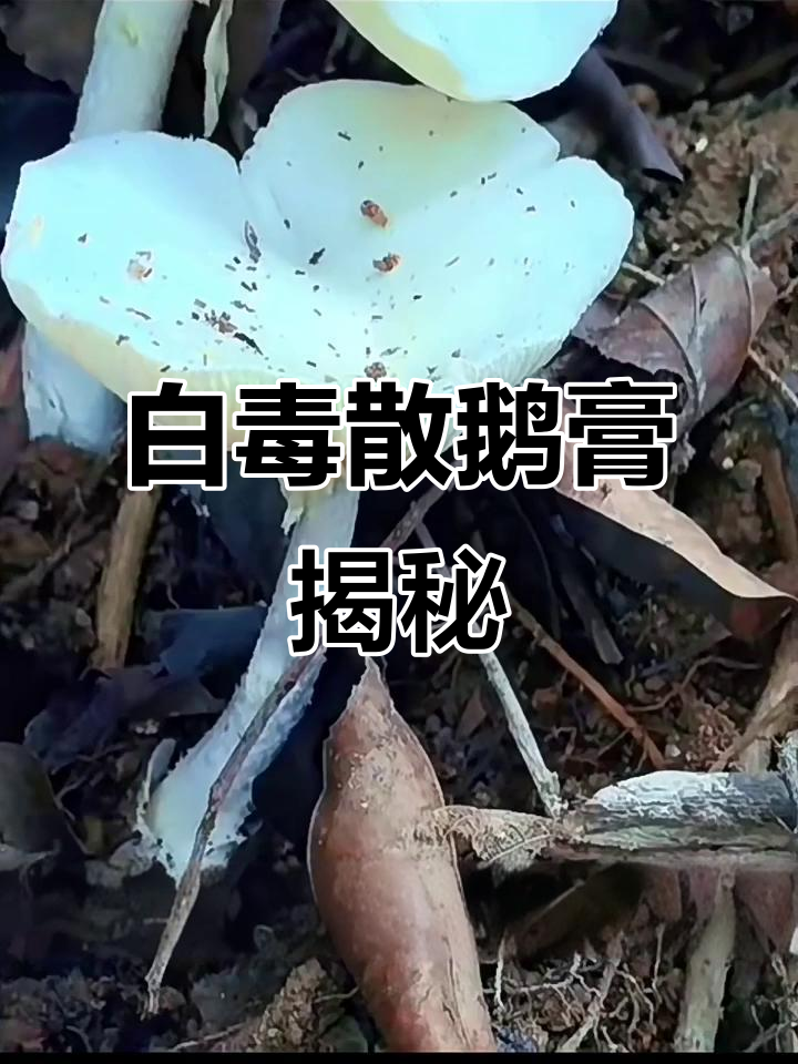 致命白毒散鹅膏:蘑菇中的“白色死神”
