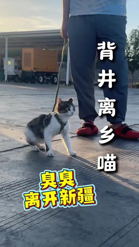 成功带走新疆免费土特产简州猫 我们一路从内蒙玩回去,想带他去看看大海,回去后可就是地地道道