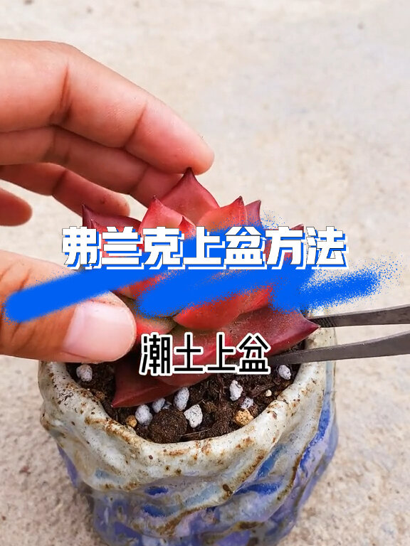多肉植物～弗兰克上盆技巧