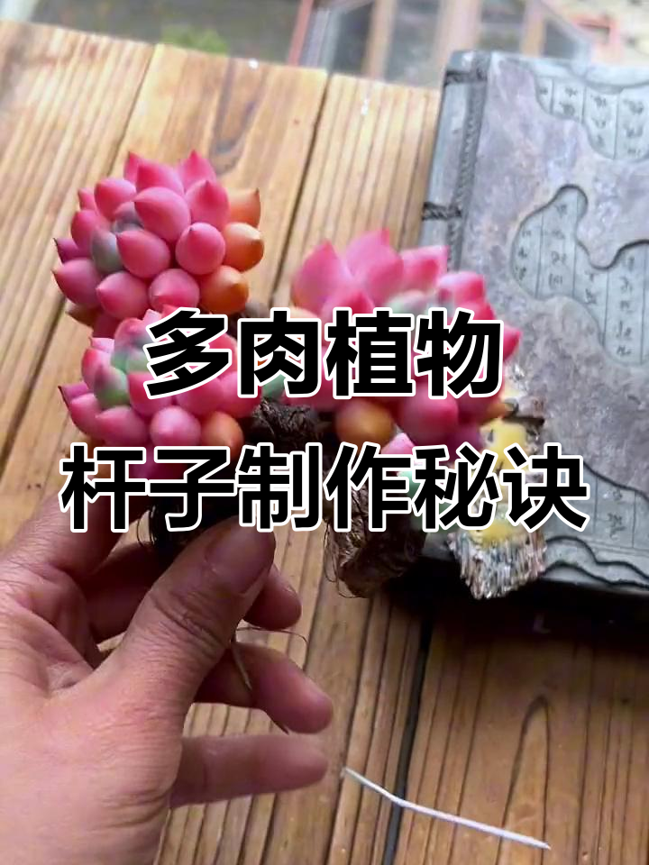 杆子折回技巧,打造紧凑多肉花园