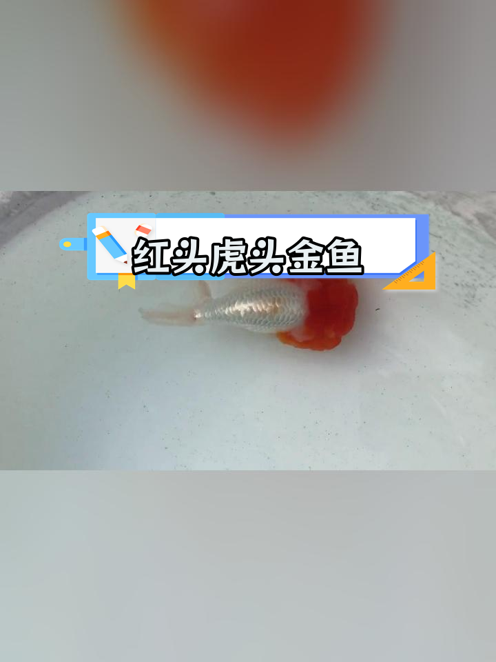锦绣家红头虎头金鱼,养鱼乐趣尽享