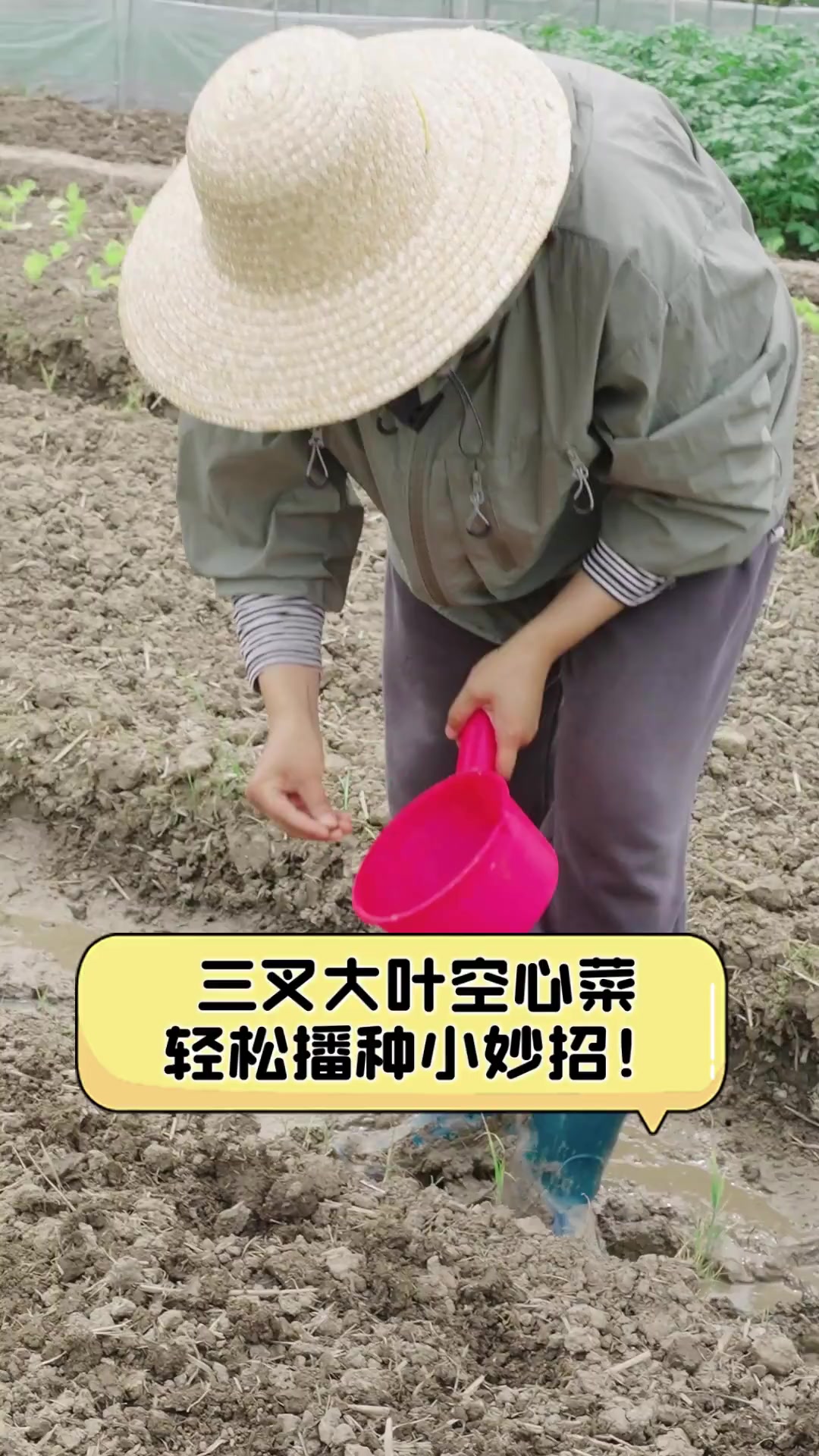三叉大叶空心菜,轻松播种小妙招!