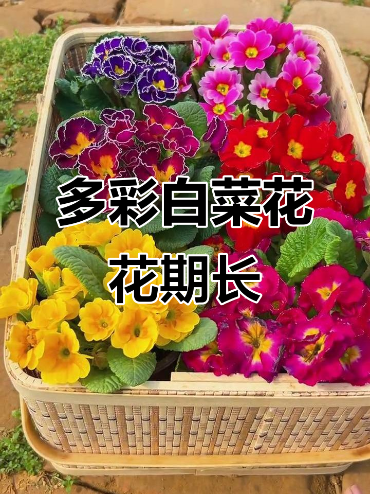 白菜花:多年生花卉,开花量大,花期长