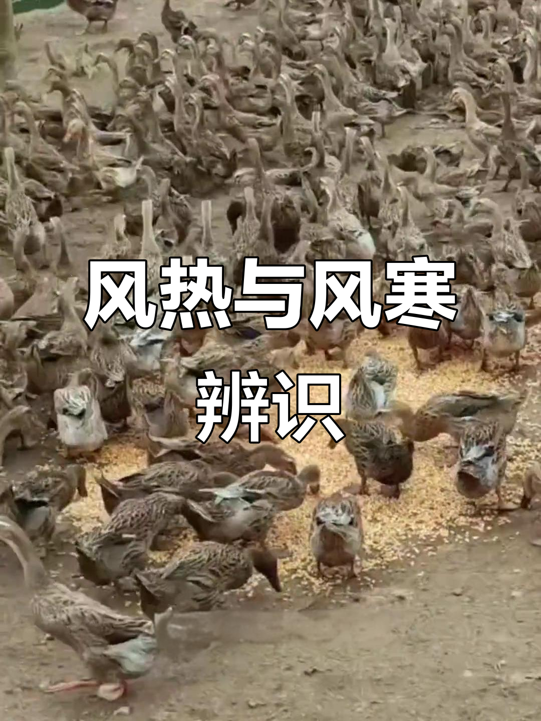 鸭病治疗需辨风热风寒,清热凉血是关键