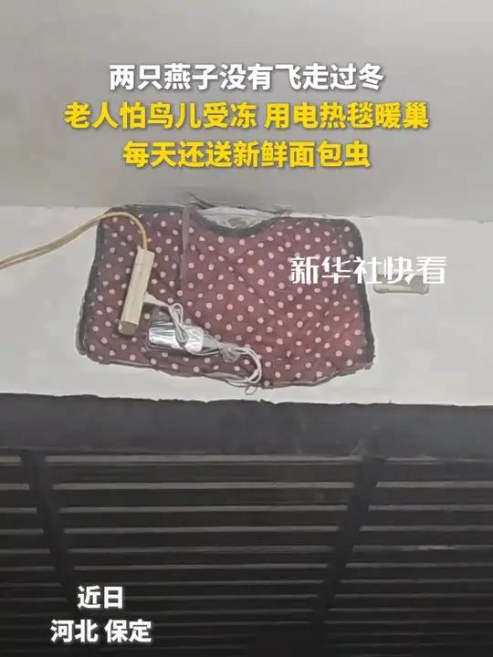 两只燕子没有飞走过冬,老人怕鸟儿受冻,用电热毯暖巢每天还送新鲜面包虫