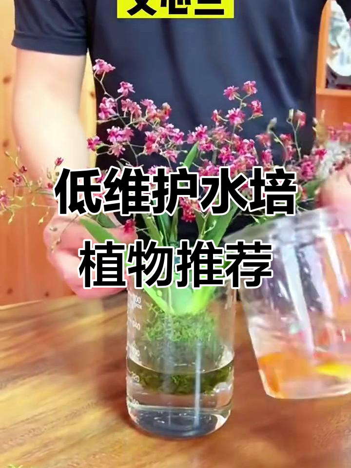 10种超耐养的水培植物,轻松打造绿色家居