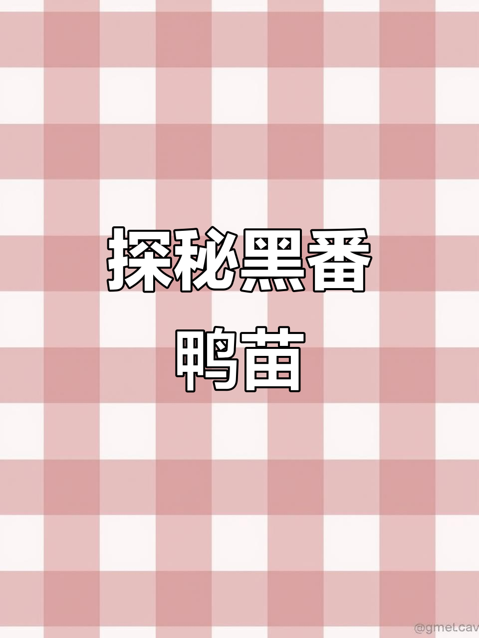 黑番鸭苗的成长与变化，带你了解它们的魅力