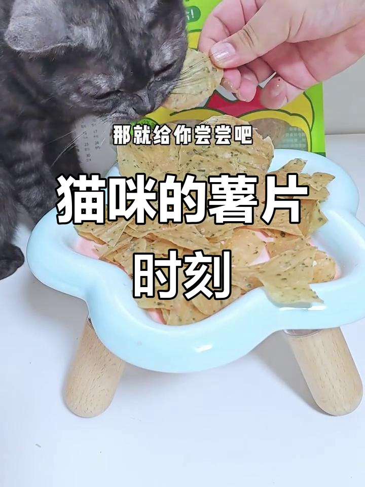 小猫也爱吃薯片,萌宠日常大揭秘