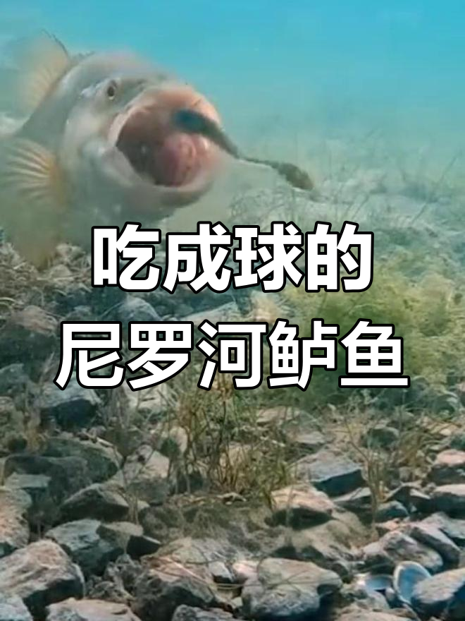 尼罗河鲈鱼吃光竞争对手,最后竟连同类也不放过