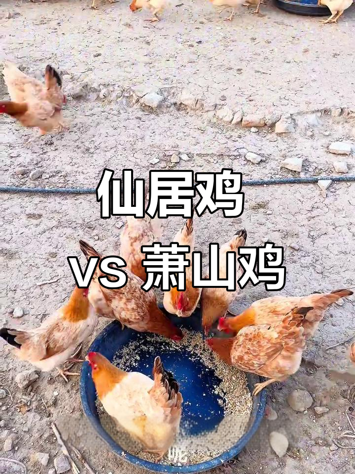仙居鸡与萧山鸡，哪种才是浙江最美味？