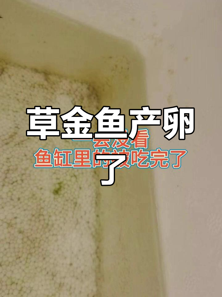 5月鱼苗意外产卵,惊喜发现