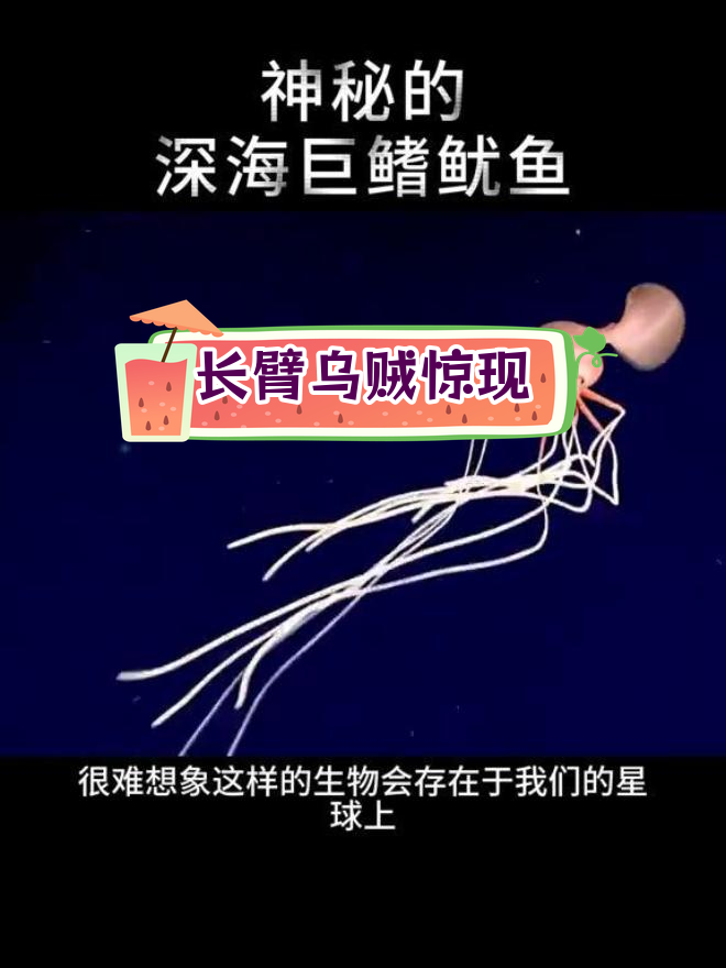 深海巨型鱿鱼现身墨西哥湾