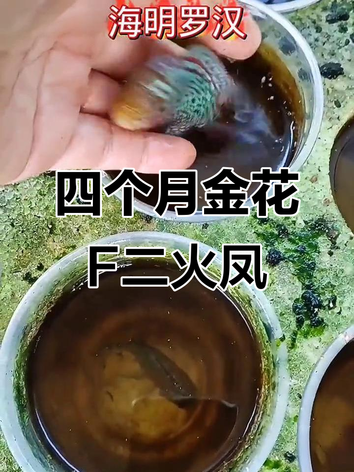 金花F二火凤与满银包头小鱼,四个月的惊喜变化