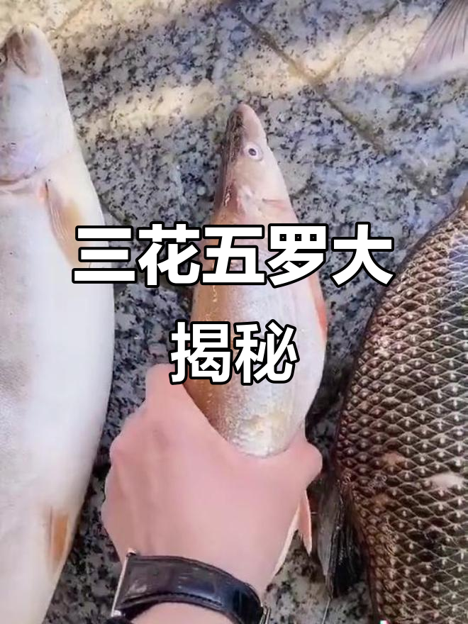 黑龙江三花五罗全揭秘，懊悔鱼、遮罗等一网打尽
