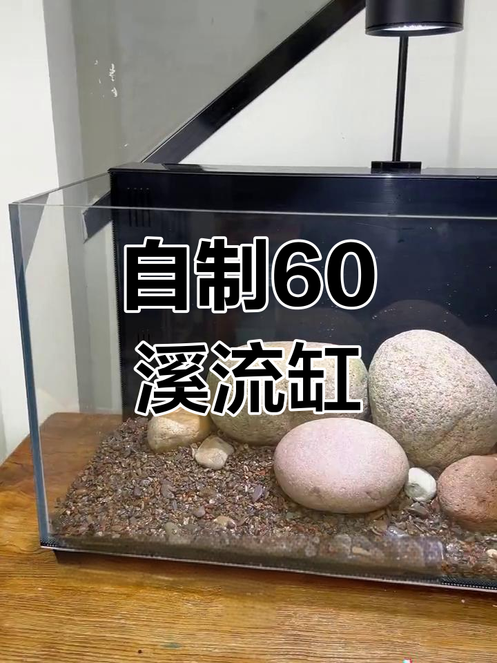家庭溪流缸开缸全纪录,259元打造完美景观