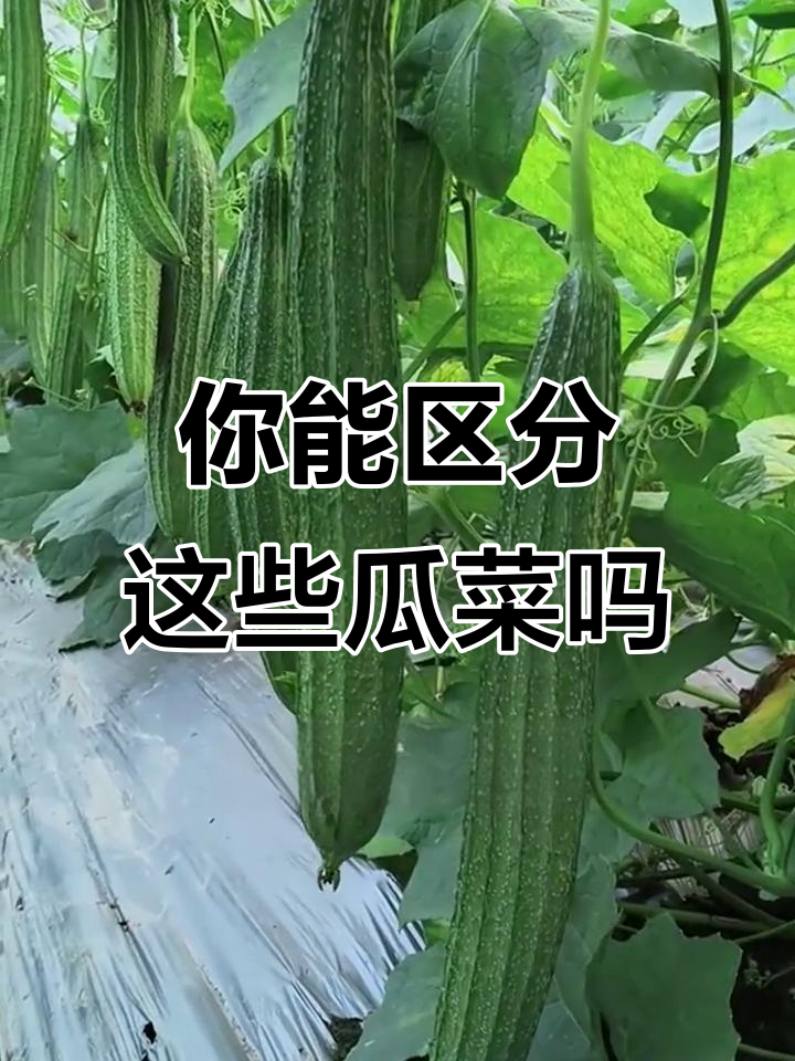 16种常见瓜果蔬菜，看看你能分清吗？