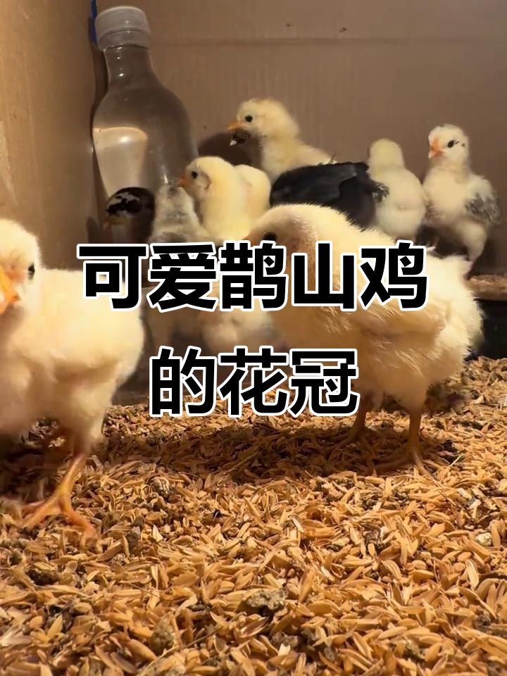 天津鹊山鸡的美丽瞬间,花冠魅力十足