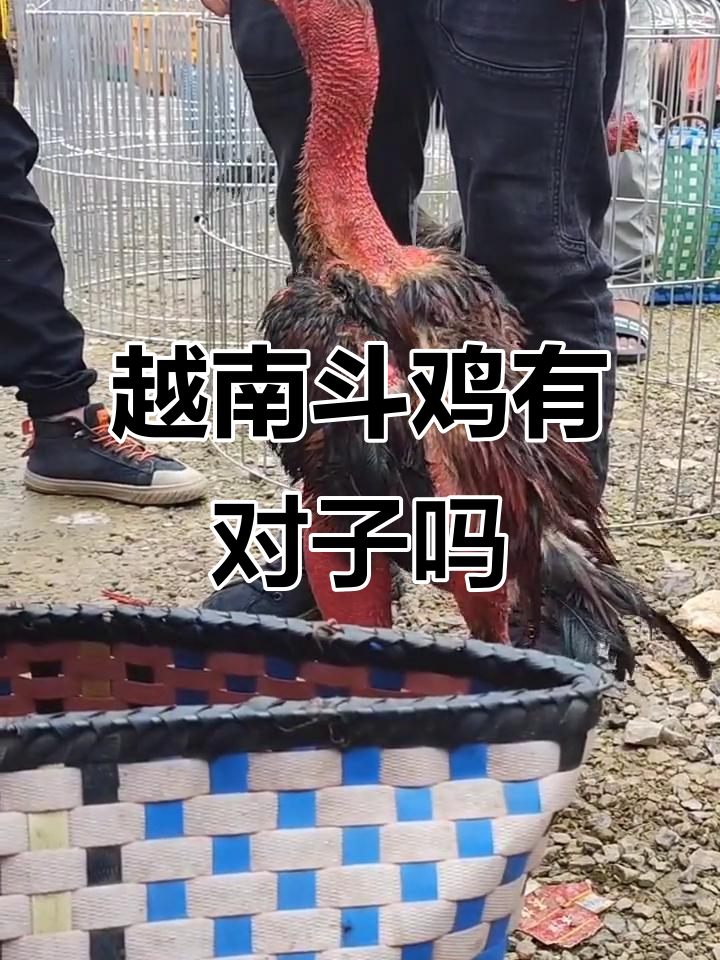越南斗鸡文化大揭秘,九斤鬼子能否挑战极限?