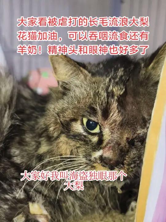 大家看看被人虐打的流浪大梨花猫今天恢复的状态还不错,毛孩子争气!长得挺帅的,大家帮忙给孩子