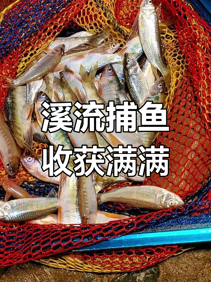 今晚溪流抓鱼大丰收,桃花鱼肉鲜美无比
