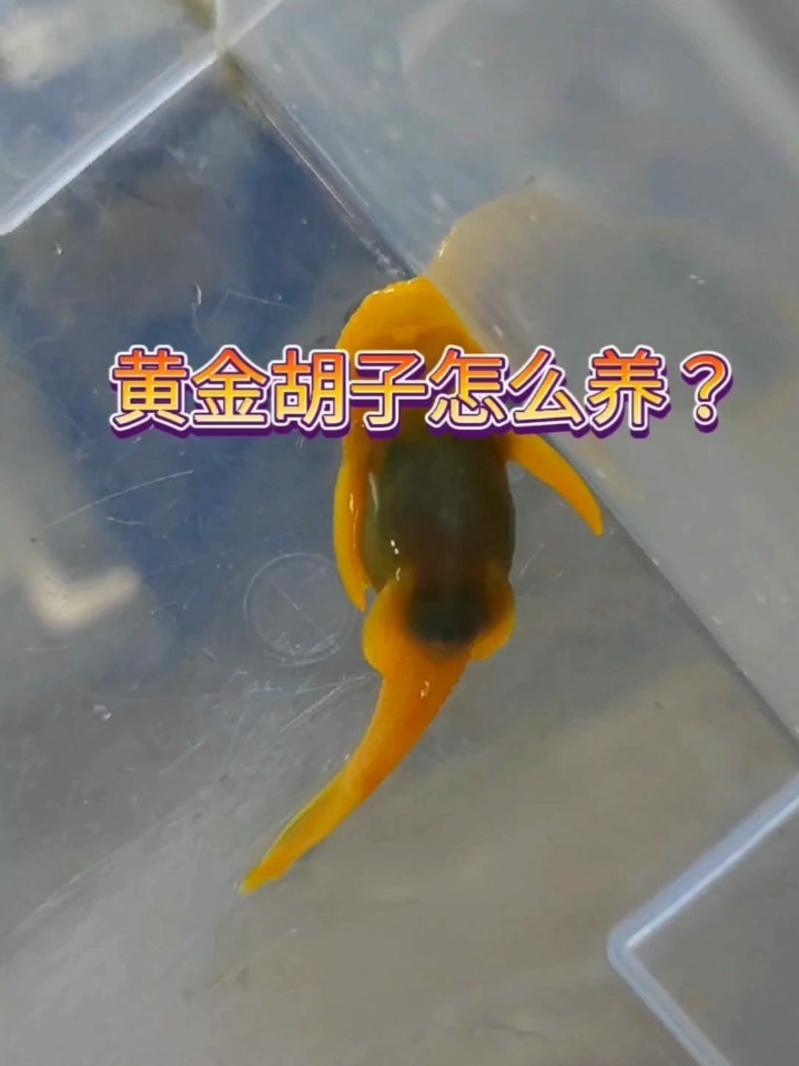 黄金胡子怎么养?