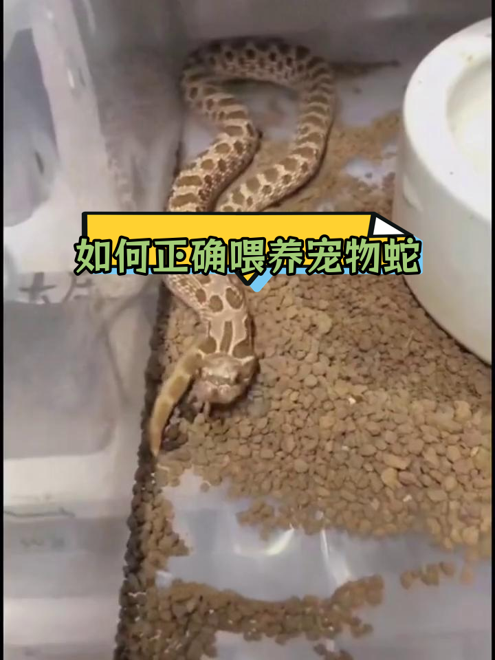 宠物蛇喂食全攻略:吃什么、吃多少与多久一次
